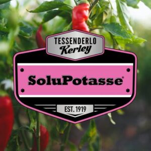 SoluPotasse | Çözünür Potas Sülfat
