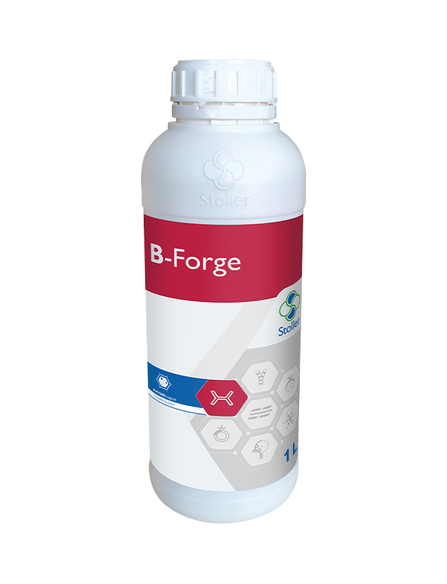 Stoller_B-Forge