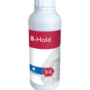 B-HOLD
